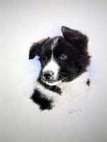 Collie pup